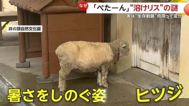暑さしのぎでミストを浴びるヒツジ（東京・井の頭自然文化園）