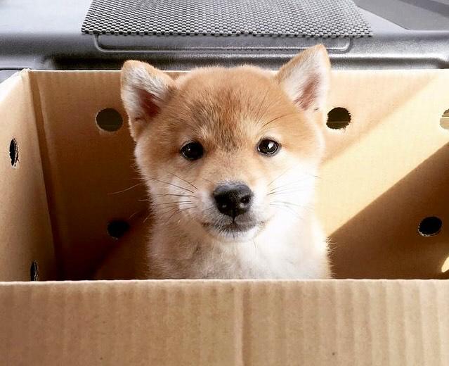 子犬の頃のハルちゃん（提供：橋本真実さん）