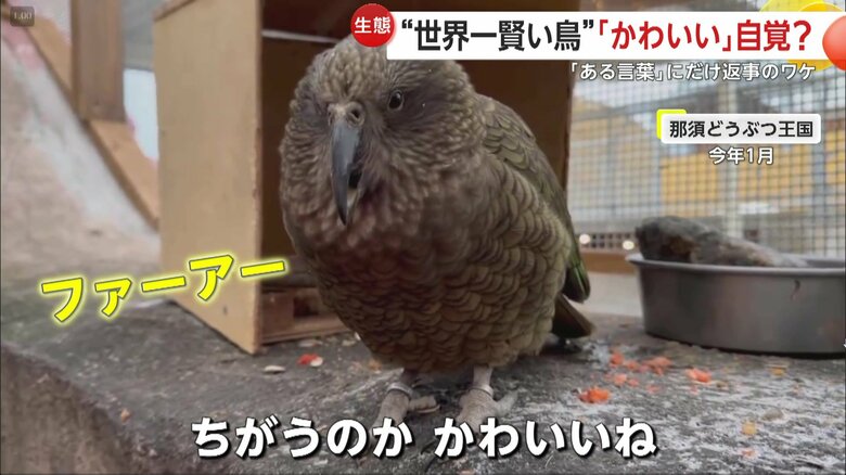 「かわいい」に反応していた鳥（映像提供：那須どうぶつ王国）