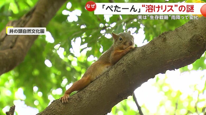 木の上で寝そべっていた“溶けリス”