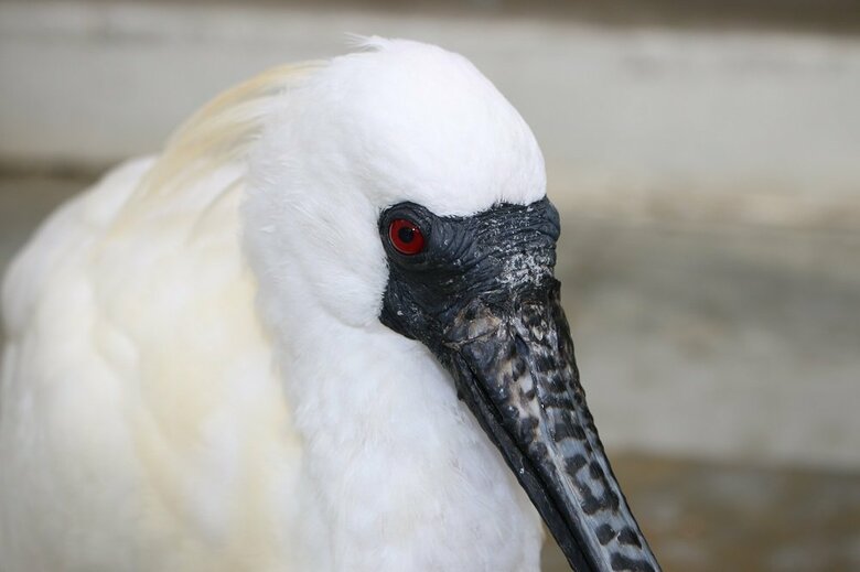（提供：掛川花鳥園）