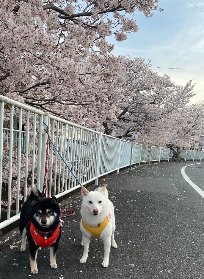 提供：柴犬のくぅとそらさん