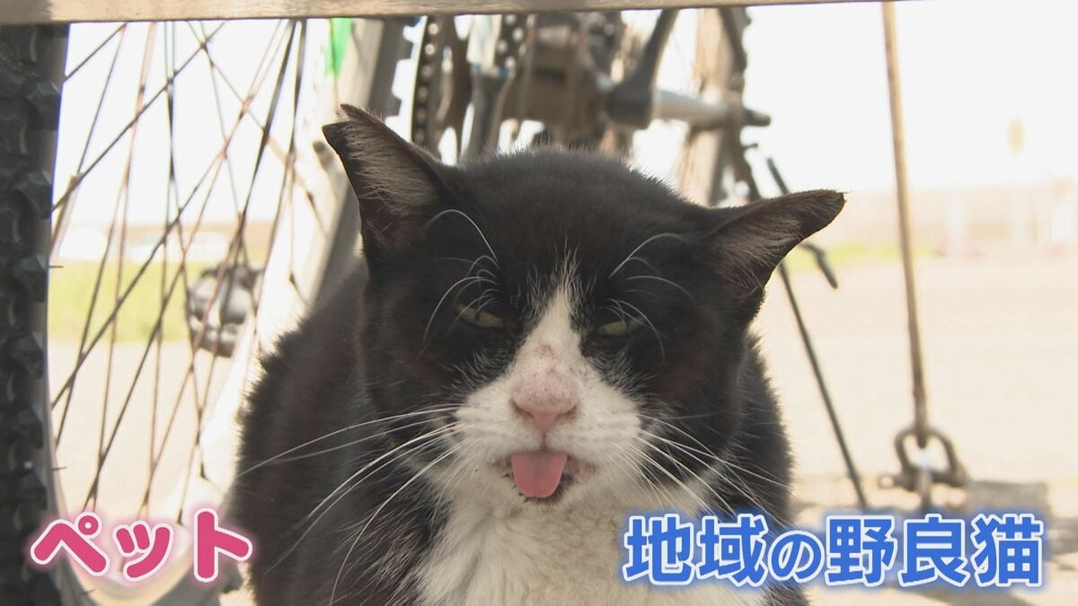 Living with a cat that's over 20 years oldfrom this point