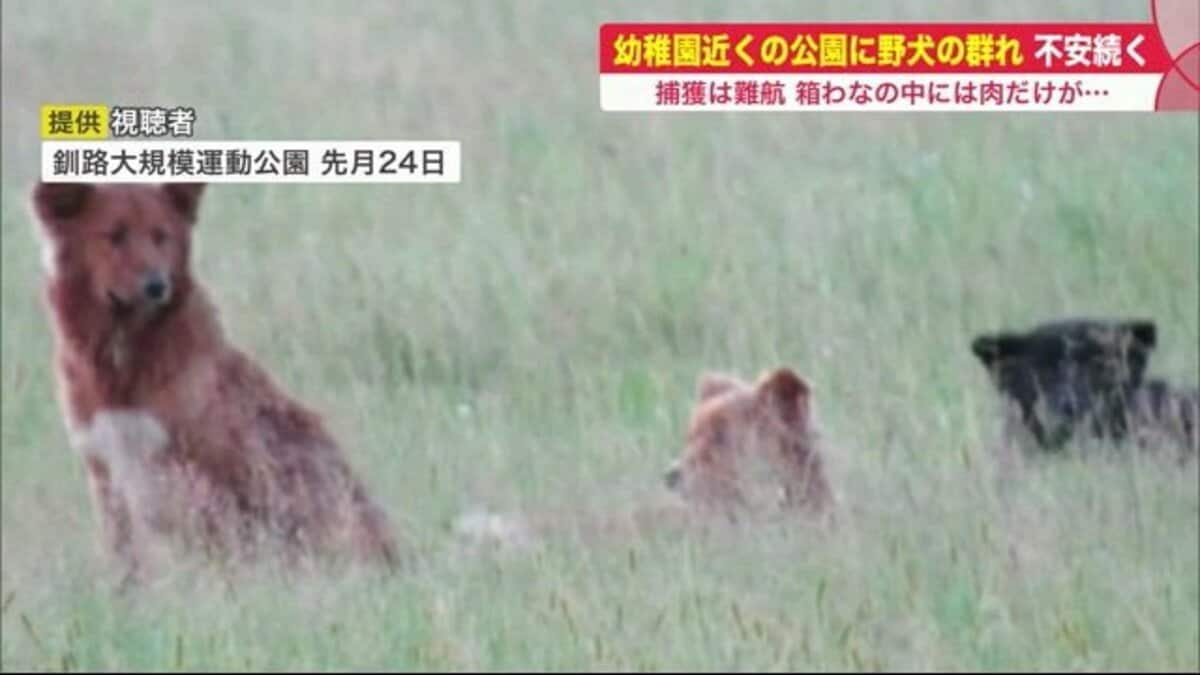 速報 子ジカ狙った Quot 野犬 Quot か 私有地の箱罠で1頭発見 市は シカ襲う犬か断定できず 北海道釧路市 Fnnプライムオンライン