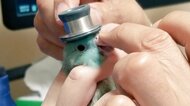 「なんかかっこいいぞ」帽子を被ったオシャレなインコかと思ったら聴診器!診察時には気づかなかったのか飼い主に聞いた