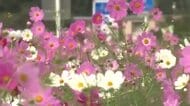 富山市下野のサイクリングロード沿いでコスモスが見頃　富山県内は24日は昼ごろにかけて所々で雨の見込み