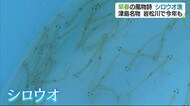 早春の風物詩 津島・岩松川でシロウオ漁始まる【愛媛】