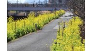 春を先取り 菜の花ロード 鹿児島・姶良市加治木町