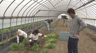 パクチー5トン廃棄…技能実習生も来日できず!コロナ禍で苦境の農家に追い打ち【福岡発】