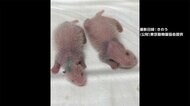 双子赤ちゃんパンダ 最新映像 シロ・クロようやくパンダらしく