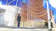 “柿ののれん” 「干し柿づくり」が盛ん おいしさの秘密は天気<岩手・一関市>