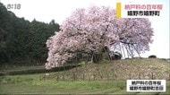 樹齢100年超「納戸料の百年桜」見頃【佐賀県嬉野市】