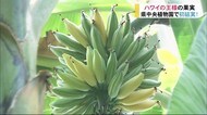 県中央植物園で12年栽培 今年初めて実った!