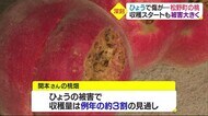 「ほとんど傷が入っとった」 県内有数の桃の産地・松野町 収穫開始もひょう被害で収穫大幅減か【愛媛】