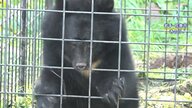 【対策】クマの目撃情報相次ぐ…警察官がライフルで駆除へ　ベテランハンターが懸念「跳弾などを考えると街中では撃てない」冬眠前の今が特に注意