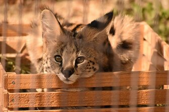 ねこ鍋ならぬ サーバル鍋 に癒される ネコ科はやっぱり狭い場所が好き 飼育員に聞いた