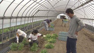 パクチー5トン廃棄…技能実習生も来日できず!コロナ禍で苦境の農家に追い打ち【福岡発】