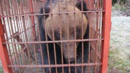 【巨大グマ】人間の裏をかき出没を繰り返していた個体か ”賢いクマ”はどうして出現する？体長1.9メートル・体重380キロの巨体が遂に駆除…箱わなの中でうなり声あげ大暴れ〈北海道苫前町〉