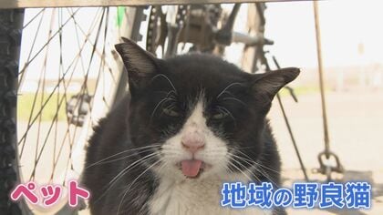 ネコの殺処分   年間445匹   1匹のネコが3年後には2千匹に！  “過剰繁殖を防げ” 獣医師の新たな取り組み 【福岡発】