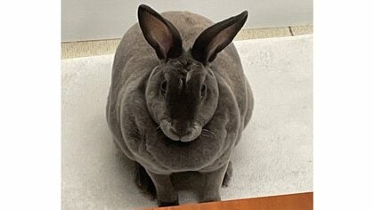 「なんでこうなるん」夫が撮影したうさぎはムキムキ姿！普段とのギャップがすごい…実際“マッチョ”なのか飼い主に聞いた