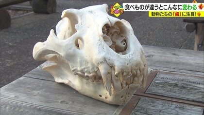 食べている物によって進化してきた動物たちの“歯” 骨格標本を使って観察　中には歯がない動物も…