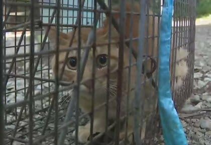 「ネコの鳴き声が聞こえる」現場は深さ13メートルの井戸　酸素マスク付け、消防隊員が“救出作戦”