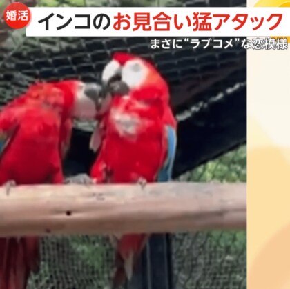 【インコのお見合い】メスからグイグイ！くちばし使った“恋愛テクニック”でオスも徐々に…福岡・北九州市「到津の森公園」