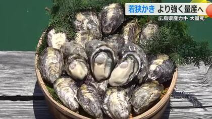 「温泉入ってるようなもん」壊滅的な広島産の養殖カキ　小浜湾で“高水温に強いカキ”の量産化に成功　日本海側での養殖発展に期待　福井