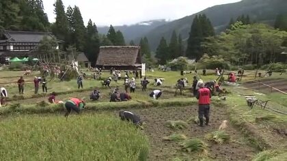 世界遺産で稲刈りを体験 昔ながらの手作業で刈り取り 景観を守るために棚田のオーナー制度を活用