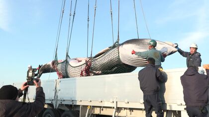 【オホーツク海で商業捕鯨解禁】根室港に『ミンククジラ』2頭が初水揚げ＿体長8.2メートルのメスも「脂がのって大きい」釧路で解体・競りへ…今季33頭捕獲目指す〈北海道〉