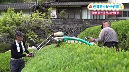 高知・津野町の四万十川源流で「一番茶摘み」最盛期　地元民だけが知る「茶葉天ぷら」の美味しさ