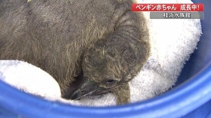 まさに奇跡的…「フンボルトペンギン」赤ちゃん誕生　人工飼育に頼らず“新婚夫婦”で子育て【高知発】