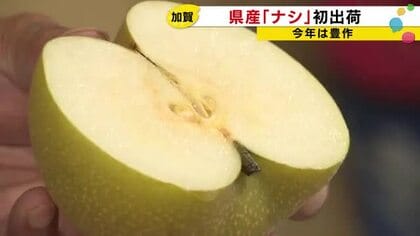 シャリシャリ食感でさっぱり…石川県産ナシ『愛甘水』初出荷 農家25軒が育てた約300ケースが選果場へ
