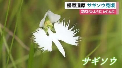 「シラサギが羽を広げたよう」樫原湿原でサギソウ見頃【佐賀県】