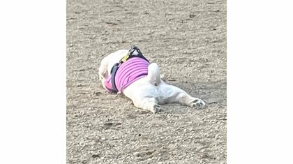 「相変わらずドッグランでランしない犬」が話題…“孤高の遊び方”を飼い主に聞いてみた