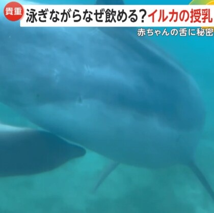 生後1カ月のイルカはなぜ泳ぎながら母乳を飲める？秘密は1～2年で消失する舌のギザギザ…授乳時間は1日わずか“5分”　横浜・八景島シーパラダイス