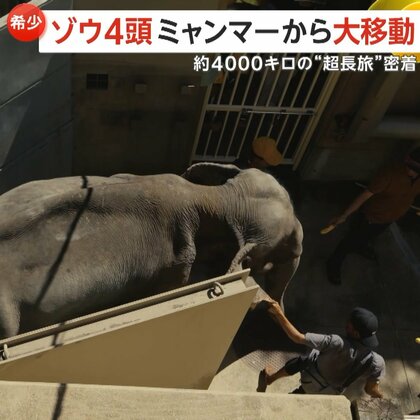 移動距離4000kmの“長旅”…アジアゾウ4頭がミャンマーからやってきた　福岡市動物園で10月に一般公開へ