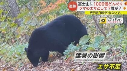 絶対やっちゃいけないこと」クマのエサとして？富士山に大量の“どんぐり”いったい誰が…専門家が危機感｜FNNプライムオンライン