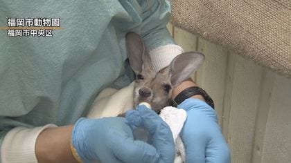 赤ちゃんカンガルー 命の危険からすくすく成長…母は亡くなったが、飼育