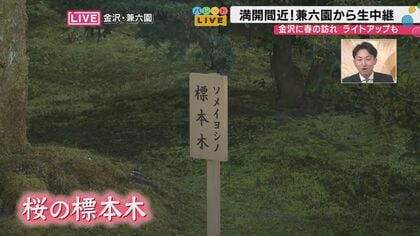 兼六園の桜2026、40種類400本が満開——兼六園の茶店名物「じぶそば」と