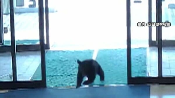 体長50センチの子グマが自動ドアの正面玄関から役場に侵入…30秒ほど