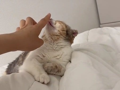 普段は体を“つんつん”されても大丈夫なるぅちゃん