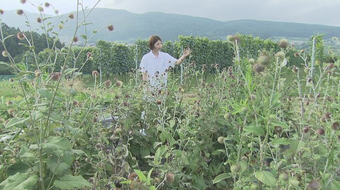 畑を借り、自身でオヤマボクチを栽培