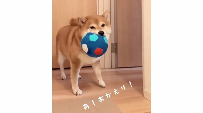 お出迎え時にさまざまな物をくわえてくるという