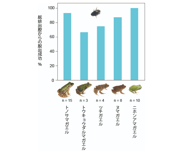 提供:杉浦真治准教授 マメガムシによるカエル5種からの脱出成功率