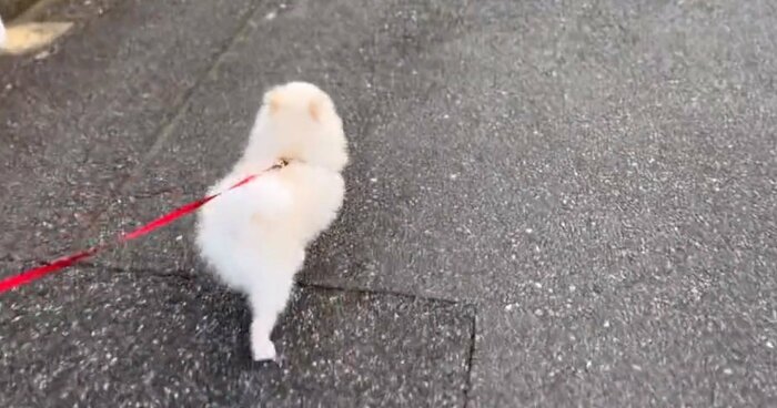 こちらも別の日のぽんちゃん。前方に大好きなお姉ちゃんを見つけると、真っすぐ向かって行って…