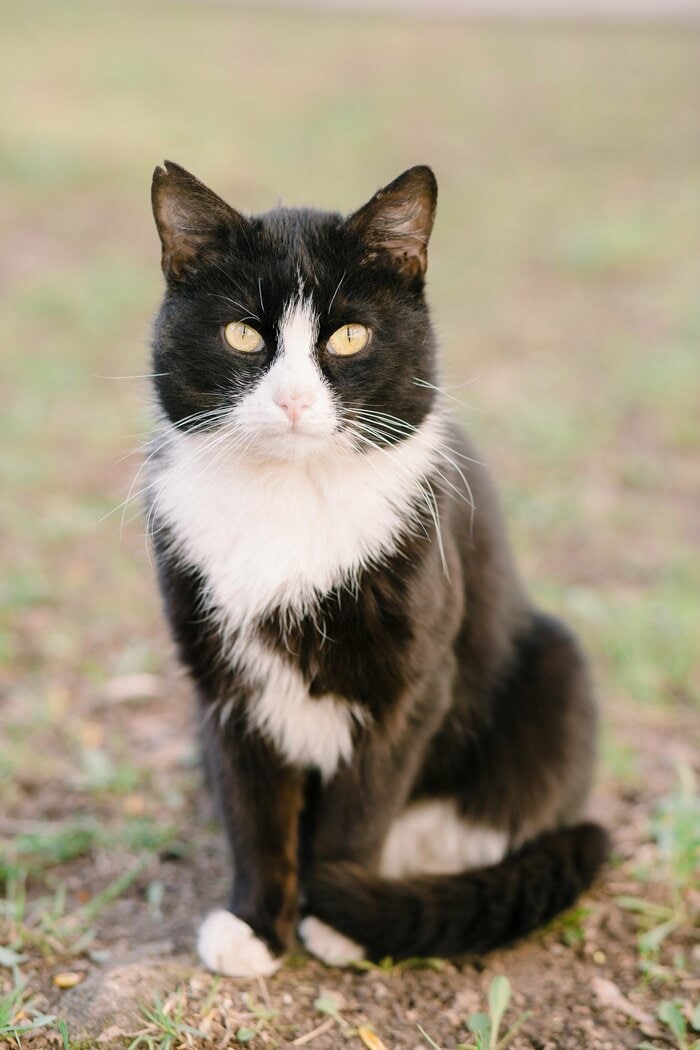 「タキシード」（画像はイメージ）