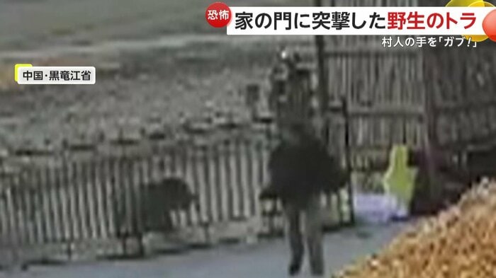 トラに門に突撃され、あわてて逃げる男性(中国SNSより)