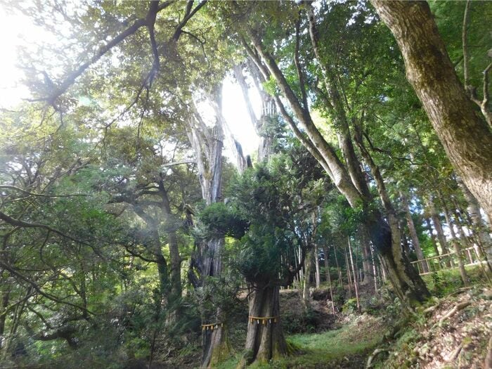 能登ヒバ(提供:東森木材)