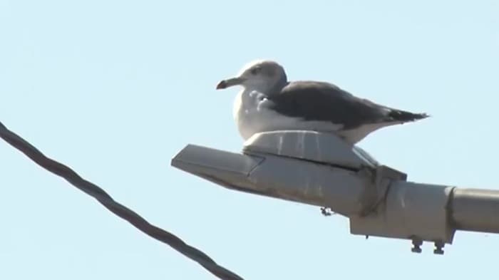 国の天然記念物に指定されるウミネコ